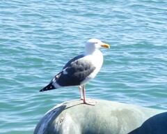 Larus occidentalis