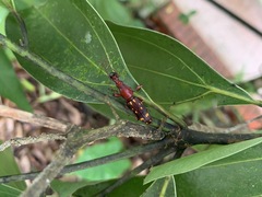 Baryrhynchus poweri