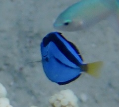 Paracanthurus hepatus