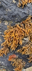 Pelvetia canaliculata