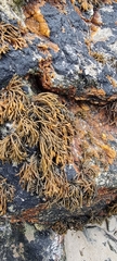 Pelvetia canaliculata