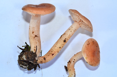 Rhodocybe nuciolens
