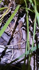 Diplodactylus vittatus