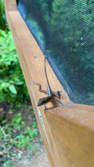 Anolis cryptolimifrons