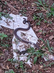 Lycodon travancoricus