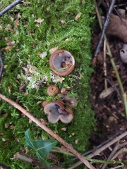 Humaria hemisphaerica