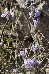 Lavandula
