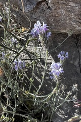 Lavandula