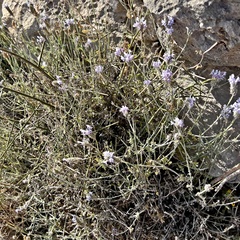 Lavandula