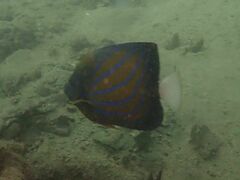 Pomacanthus annularis