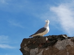 Larus michahellis
