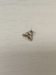 Chrysendeton medicinalis