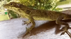 Anolis mariarum