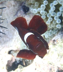Amphiprion biaculeatus