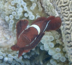 Amphiprion biaculeatus