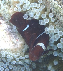 Amphiprion biaculeatus