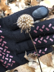 Monarda bradburiana