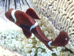 Amphiprion biaculeatus