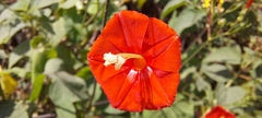 Ipomoea hederifolia