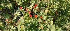 Ipomoea hederifolia