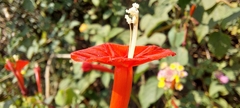 Ipomoea hederifolia