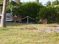 Odocoileus virginianus clavium