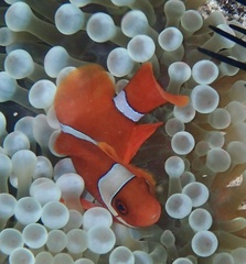 Amphiprion biaculeatus