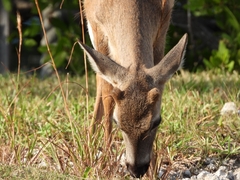 Odocoileus virginianus clavium