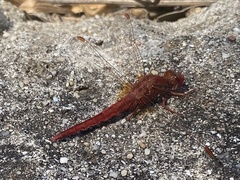 Crocothemis sanguinolenta