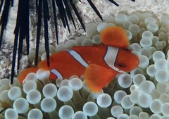 Amphiprion biaculeatus