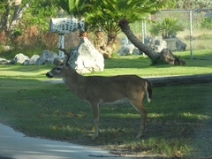 Odocoileus virginianus clavium