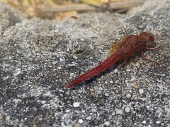 Crocothemis sanguinolenta