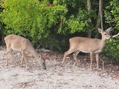 Odocoileus virginianus clavium