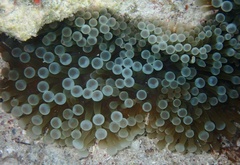 Entacmaea quadricolor