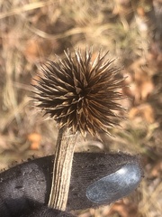 Echinacea