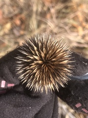 Echinacea