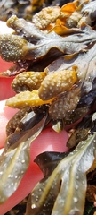 Fucus spiralis