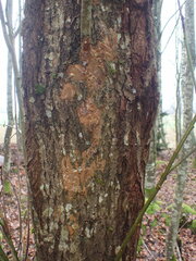 Fomitiporia punctata