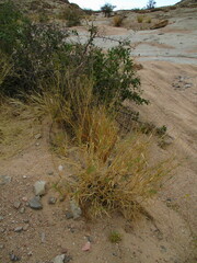 Cenchrus foermerianus