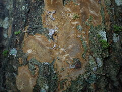 Fomitiporia punctata