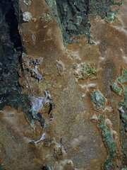 Fomitiporia punctata