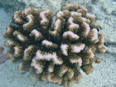 Pocillopora