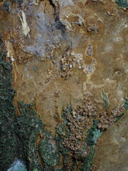 Fomitiporia punctata