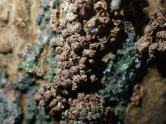 Fomitiporia punctata