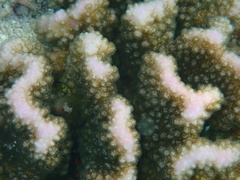 Pocillopora