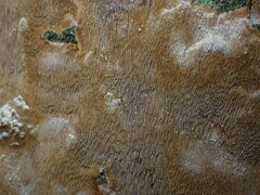 Fomitiporia punctata