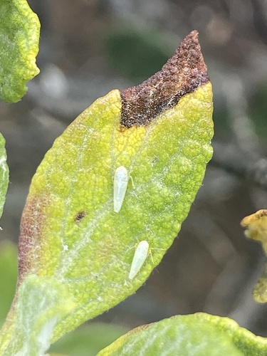 Gumwood Leafhopper (Sanctahelenia decellei) · iNaturalist