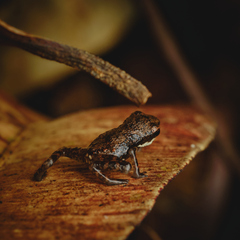 Pelophryne signata