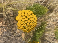 Hymenolepis crithmifolia