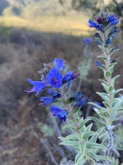 Lobostemon glaucophyllus
